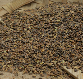 PRASEED PADDY SELLER SULTHAN BATHERY WAYANAD